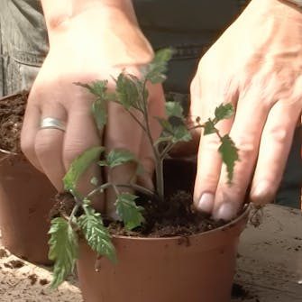 stikling tomat stikling tomat